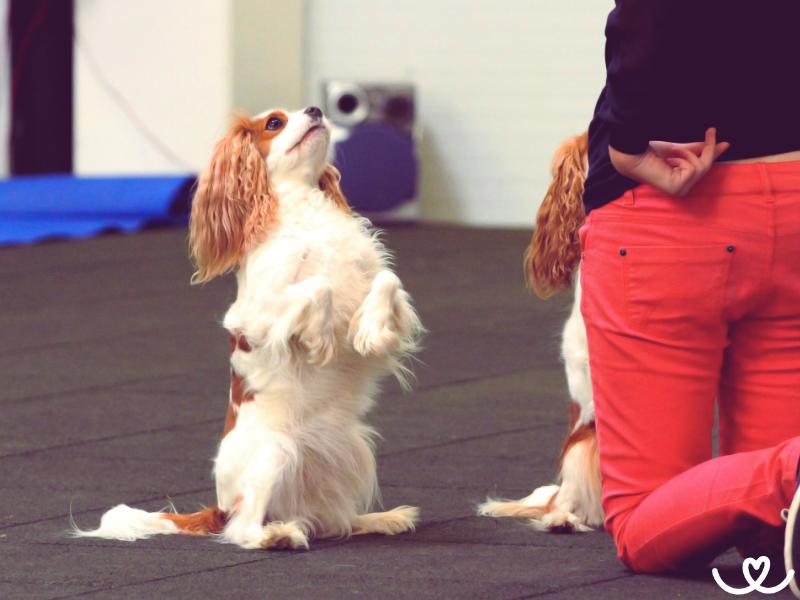Dog-dancing-trenink (4)